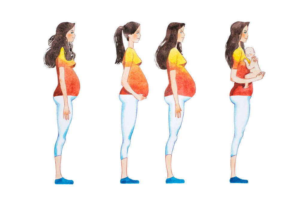 卡通插图的妊娠阶段。怀孕的女人，在她的身体显示更改侧查看图像