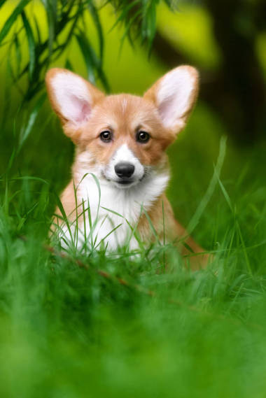 狗威爾士科基犬彭布羅克