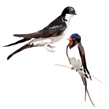 天空鳥燕子在野生動物的孤立的水彩風(fēng)