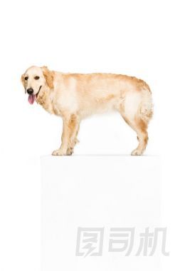 狗與空空白圖片