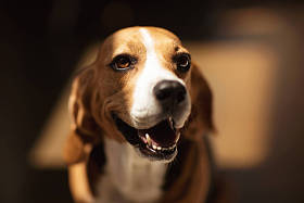 毛茸茸的小猎犬狗图片