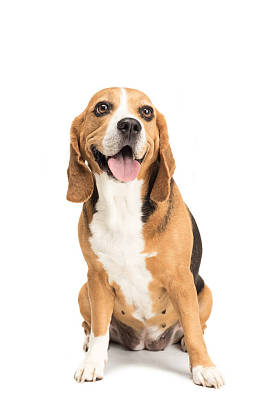 可爱的小猎犬狗