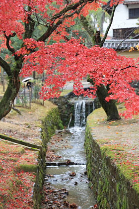 秋天叶在奈良奈良公园