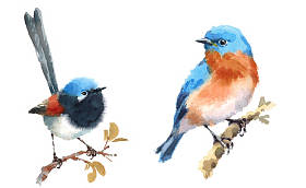 童话鹪鹩和蓝知更鸟两鸟水彩手绘插图设置隔离在白色背景上