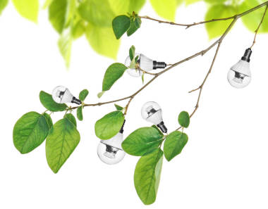 生长在树枝上的灯泡照片