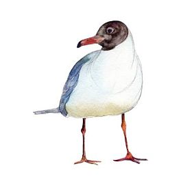 白色背景，手绘插图上孤立的水彩海鸥