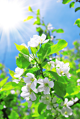 桃花苹果树