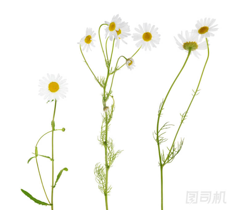 三朵白菊花