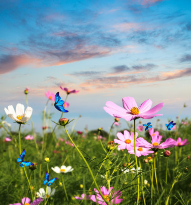蝴蝶在花飞图片