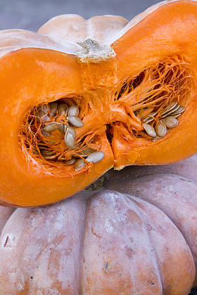 新鲜成熟的南瓜