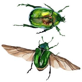 充满异国情调的甲虫 bronzovka 野生昆虫在孤立的水彩风