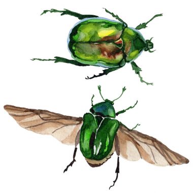 充满异国情调的甲虫 bronzovka 野生昆虫在孤立的水彩风