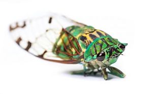 蝉-新otibicen linnei