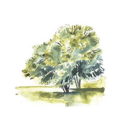 水彩风景的树。手绘自然欧洲背景。绘画农村图 水彩风景的树。手绘自然欧洲背景。绘画农村图