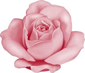玫瑰花蕾