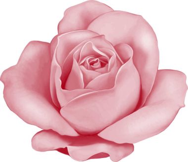 玫瑰花蕾