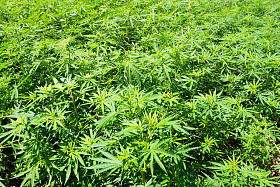 领域的绿色大麻 (麻)照片