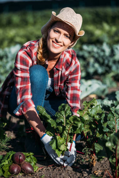 農(nóng)民收割甜菜圖片