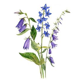 水彩绘画花卉和植物照片