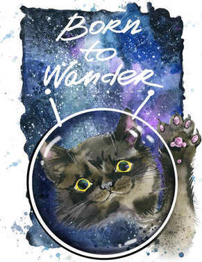 在空間中的可愛貓咪照片