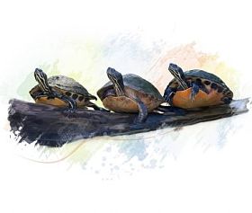 佛罗里达州海龟水彩图片