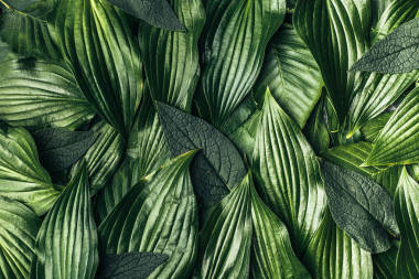 創(chuàng)作背景作綠色葉子