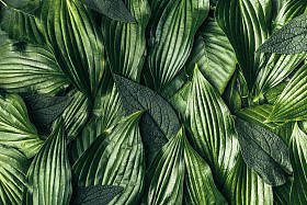 创作背景作绿色叶子