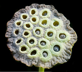 莲花花