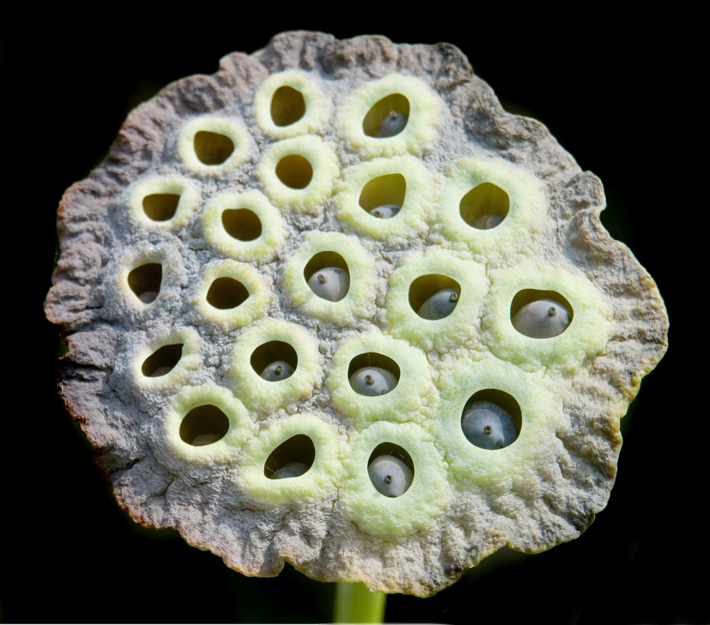 莲花花