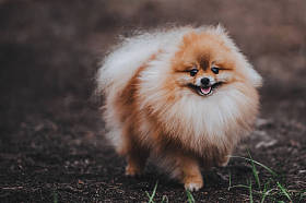 美丽的蓬松狗的博美犬施皮茨