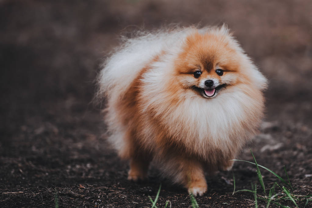 美丽的蓬松狗的博美犬施皮茨