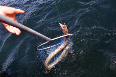 那条巨蛇鳗图片