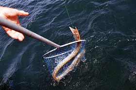 那条巨蛇鳗图片