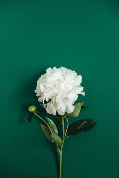 美丽的牡丹花卉