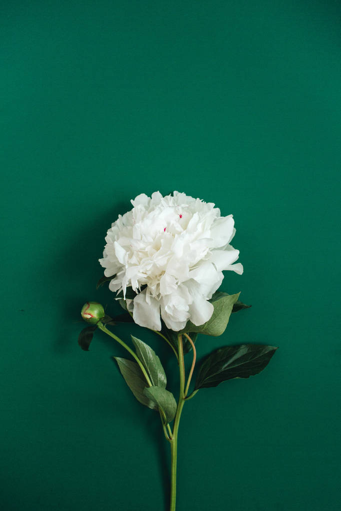 美丽的牡丹花卉