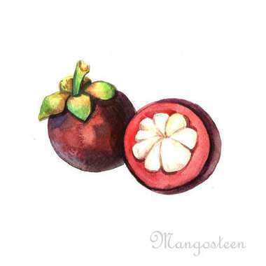 水彩的成熟山竹圖片