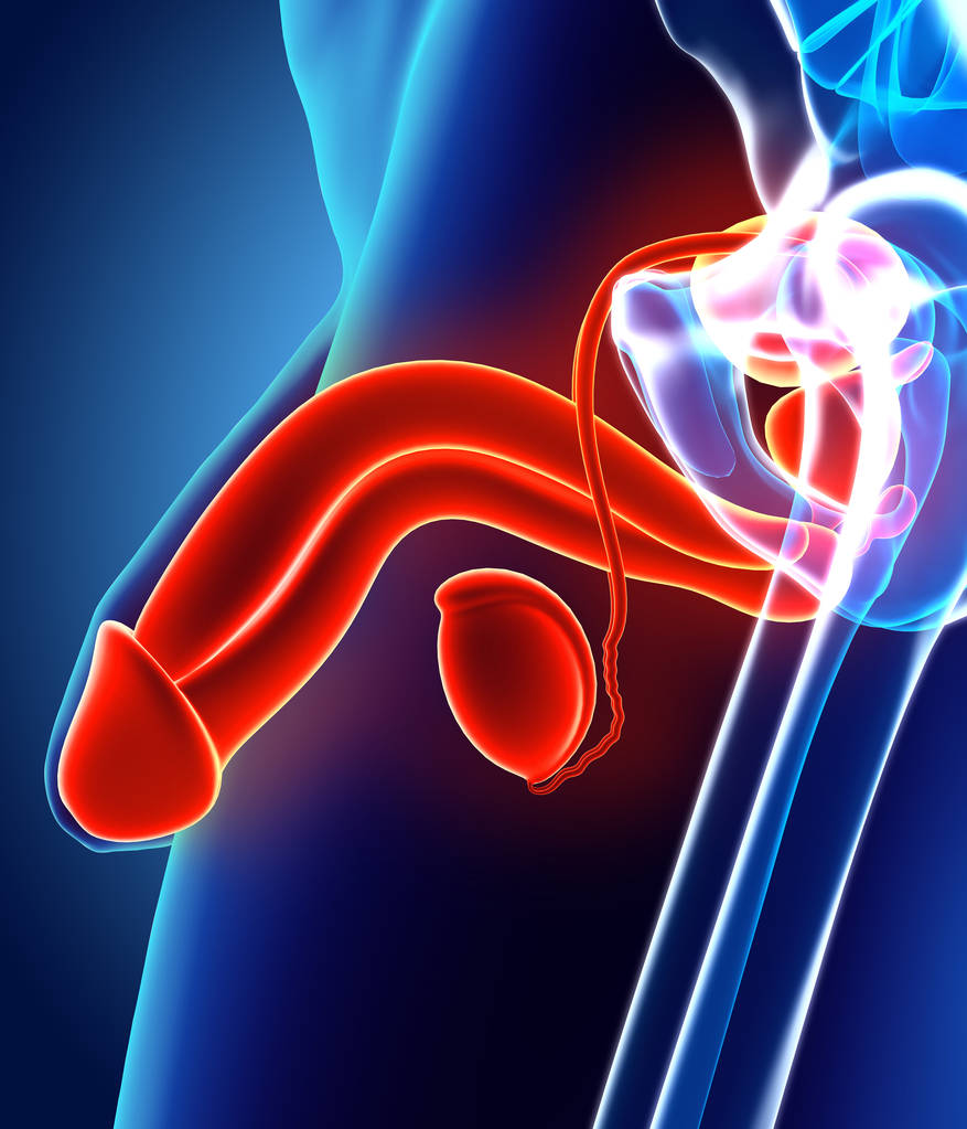 生殖系统男性、 医疗概念.图片 生殖系统男性、 医疗概念.图片