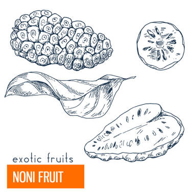 諾麗果。手工繪制的矢量圖圖片