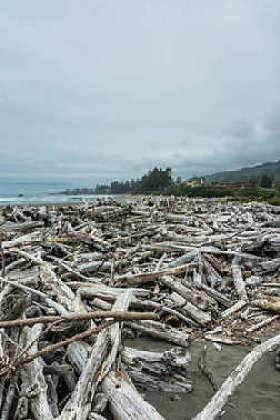 在俄勒冈州沿岸海滩上的枯树图片
