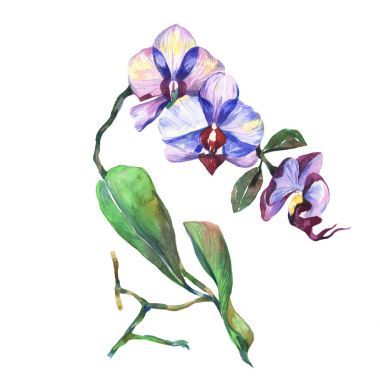 在孤立的水彩风格的野花兰花花