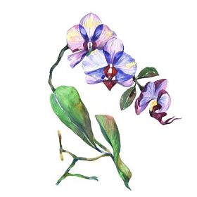 在孤立的水彩风格的野花兰花花