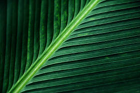 绿色的棕榈叶、 香蕉叶背景的抽象条纹的织构