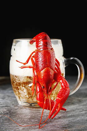 与啤酒的美味煮小龙虾特写。黑暗的背景。D