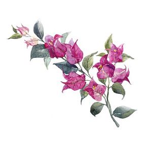 水彩花卉分公司图片