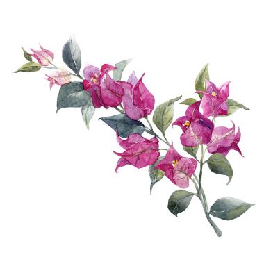 水彩花卉分公司图片 水彩花卉分公司图片