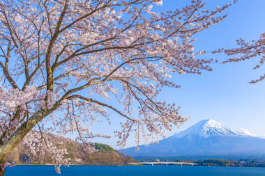 樱花的樱花开花和富士山图片
