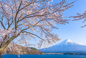 樱花的樱花开花和富士山图片
