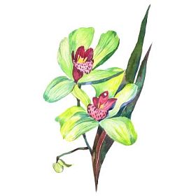 在孤立的水彩风格的野花兰花花
