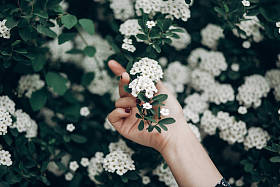  手中拿着花枝图片