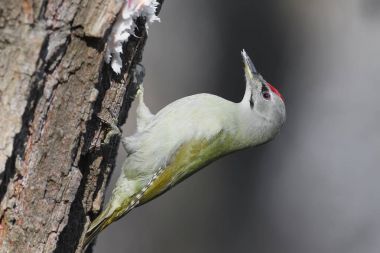 男性的灰色啄木鸟，柔和的阳光在树上